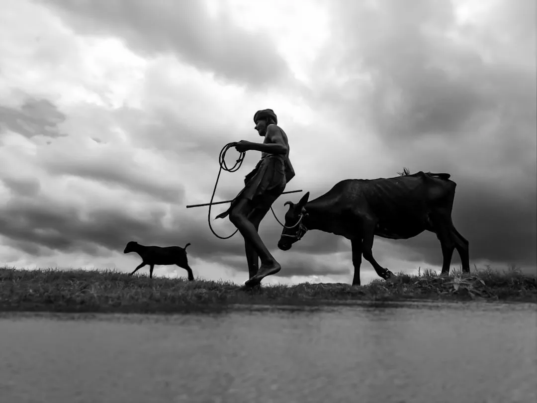 Cows: The Pasture Prognosticators (Image Credits: Unsplash)