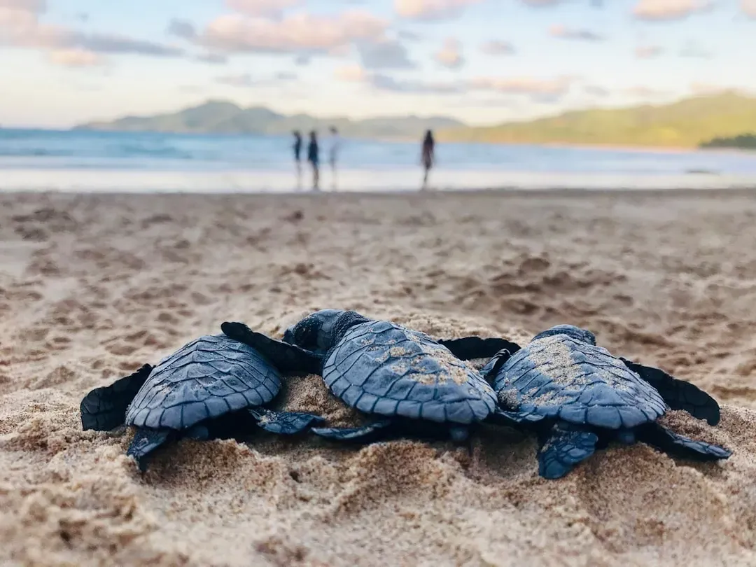 #3: Females Return to the Exact Beach Where They Were Born (Image Credits: Unsplash)