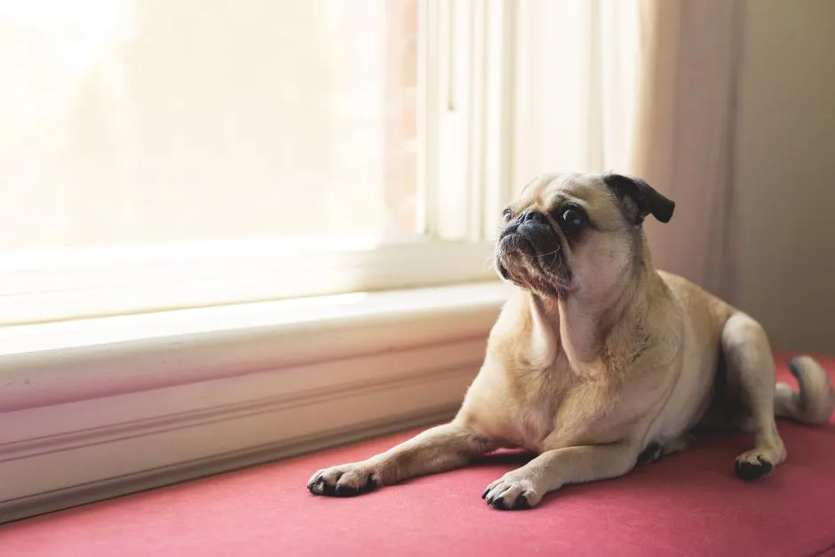 #20 - Pug: Surprisingly Chill&hellip; If You Understand Their Limits (Image Credits: Pexels)