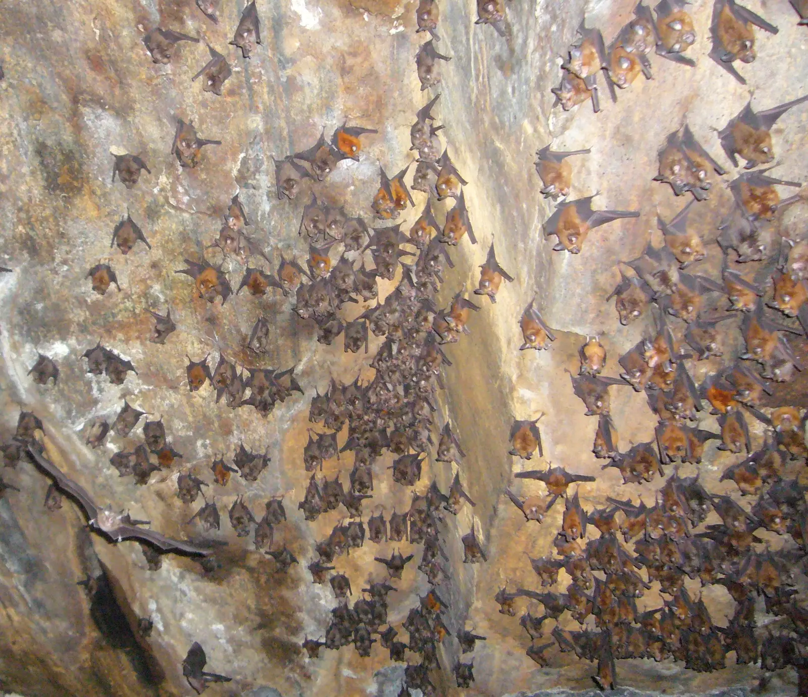 Masters of Echolocation (By Nyanatusita, CC BY-SA 3.0)