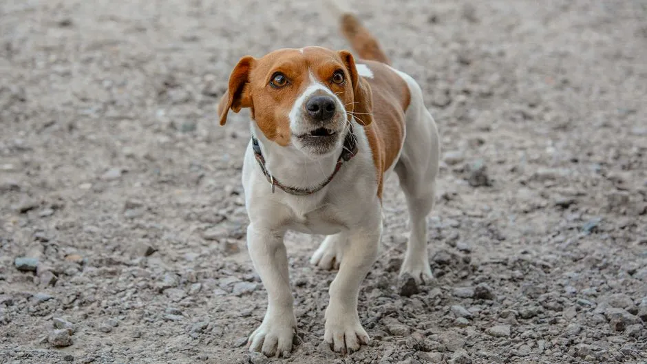 #1 - The First 10 Seconds at the Kennel Door (Image Credits: Pexels)