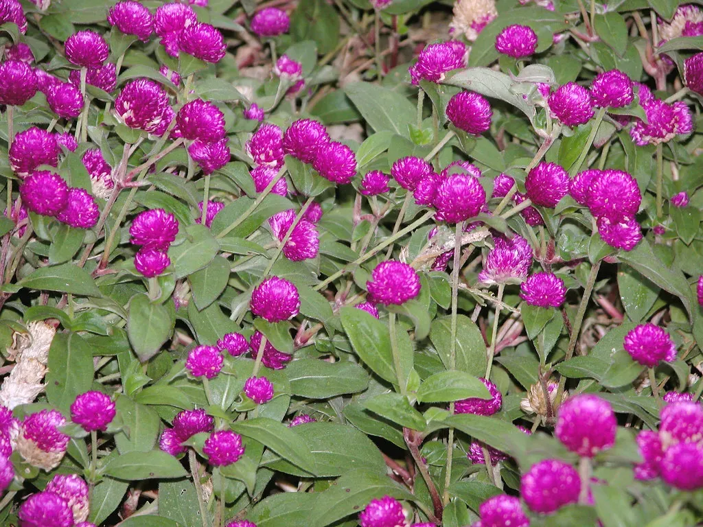 7. Gomphrena (Globe Amaranth) (Carl E Lewis, Flickr, CC BY 2.0)