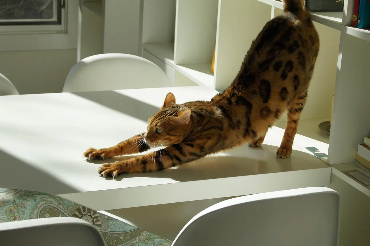 5. The Bengal: The Wild Heart That Loves to Learn (Image Credits: Pixabay)
