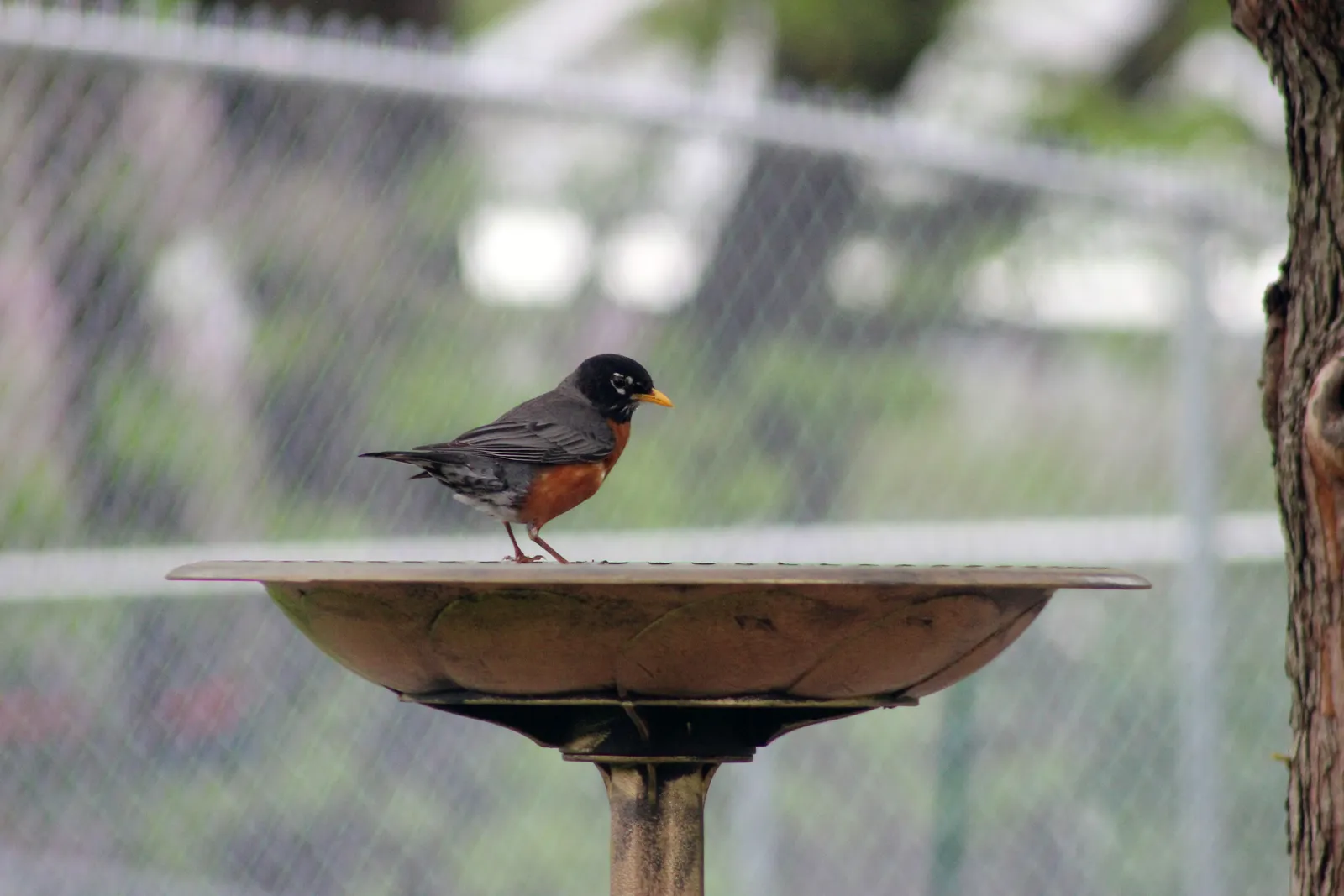 #6 Easy Access to Water and Cover (American Robin, Public domain)