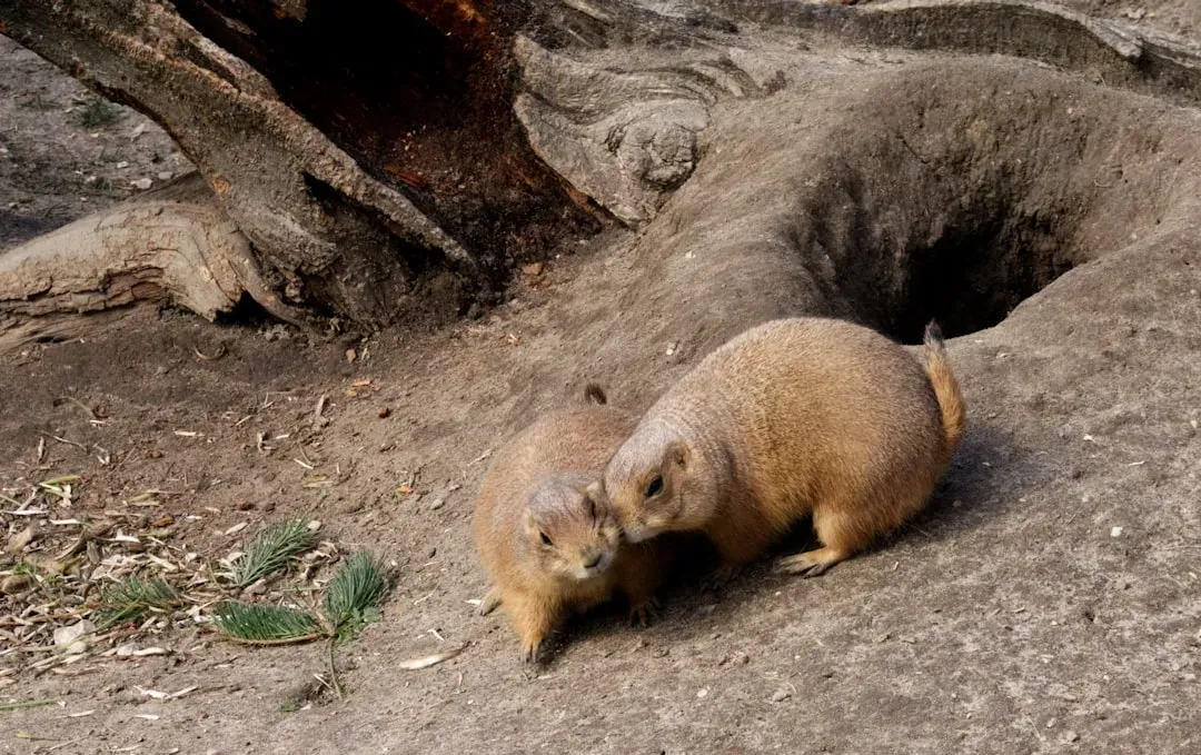 Prairie Dog Towns: Vast Underground Networks (Image Credits: Unsplash)