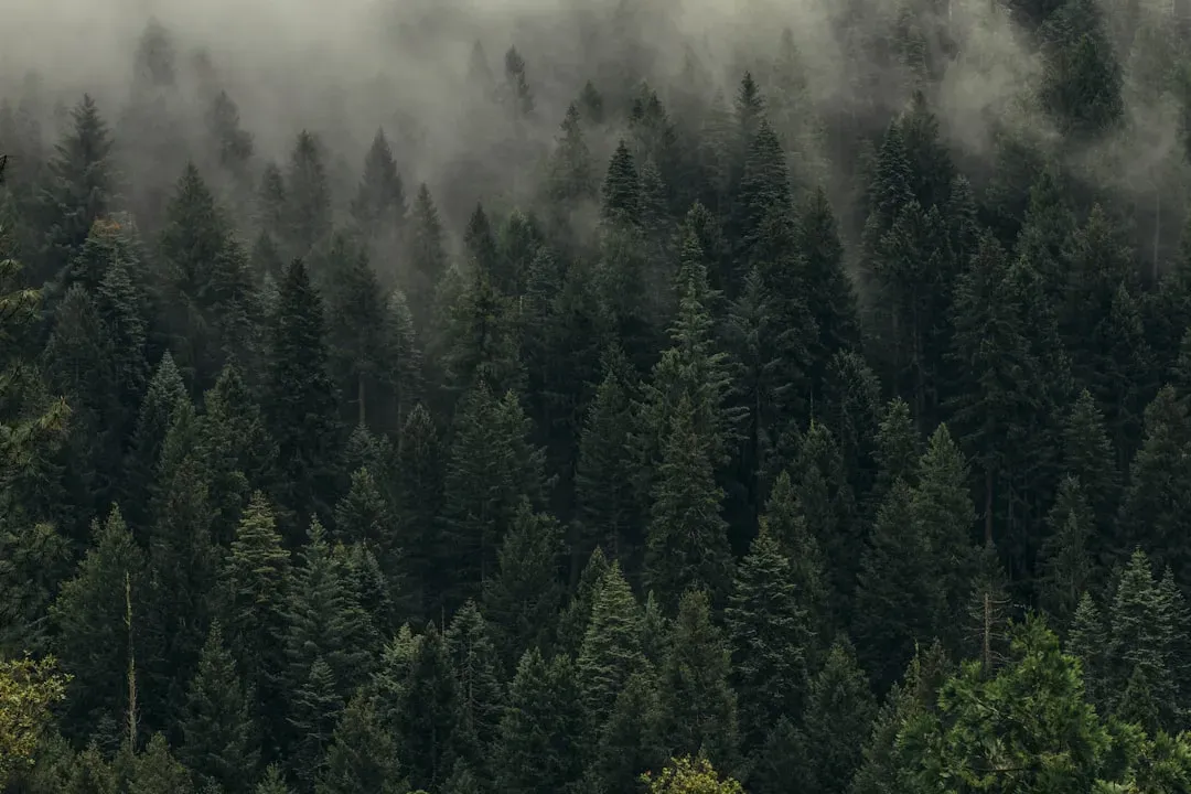 Reflections on Our Connection to Nature (Image Credits: Unsplash)