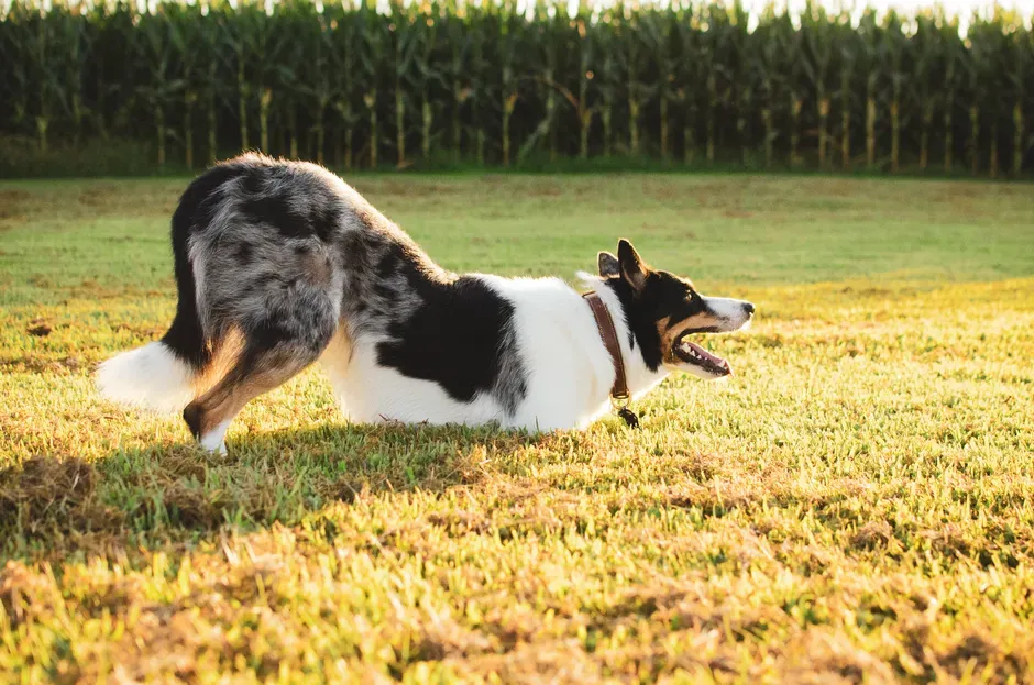 8 - Play Bows: An Invitation to Engage (Image Credits: Pexels)