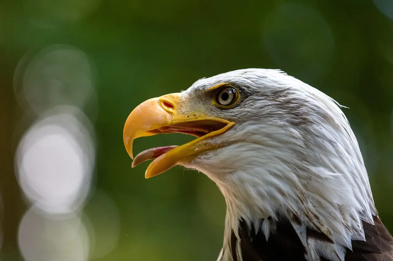 Conclusion: Nature's Strongest Wings (Image Credits: Pixabay)