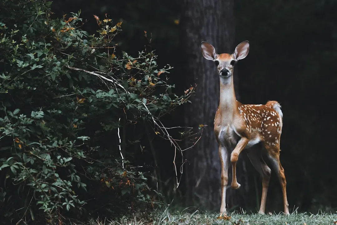 The Remarkable Reach of a Deer’s Sense of Smell (Image Credits: Unsplash)