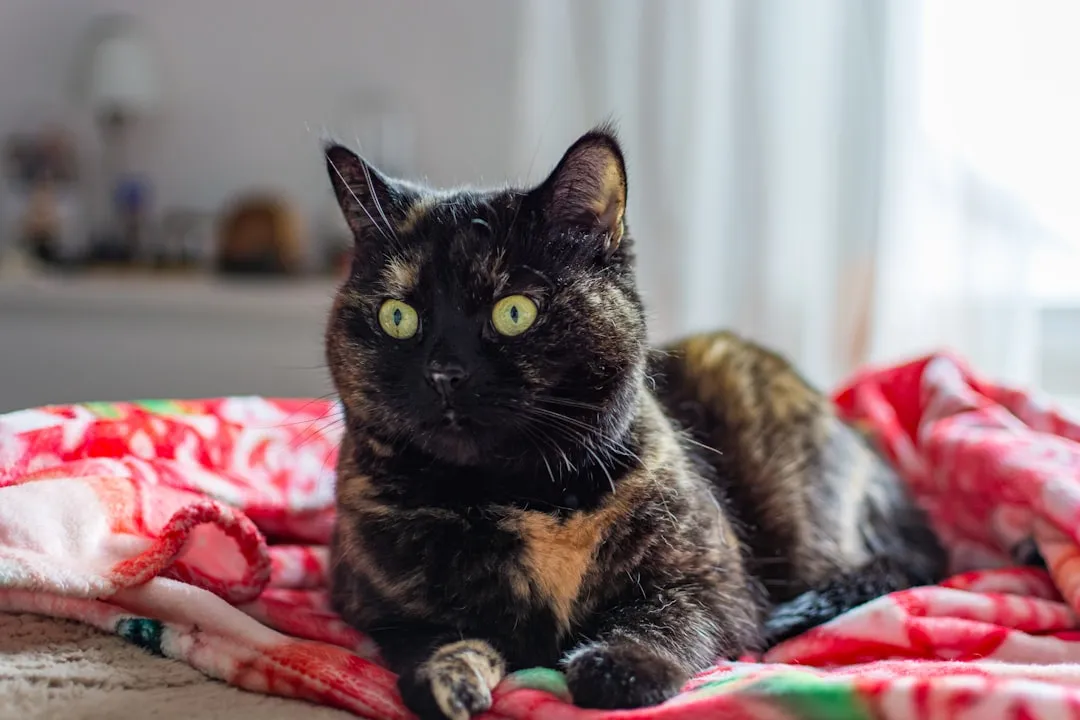 Implications for Cat Owners (Image Credits: Unsplash)