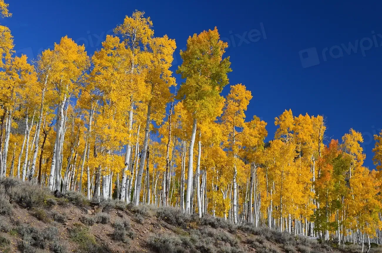 #5. Quaking Aspen (Populus tremuloides) (Image Credits: Rawpixel)