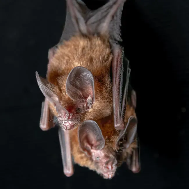 #10: Welcome Nocturnal Visitors (Image Credits: Pexels)