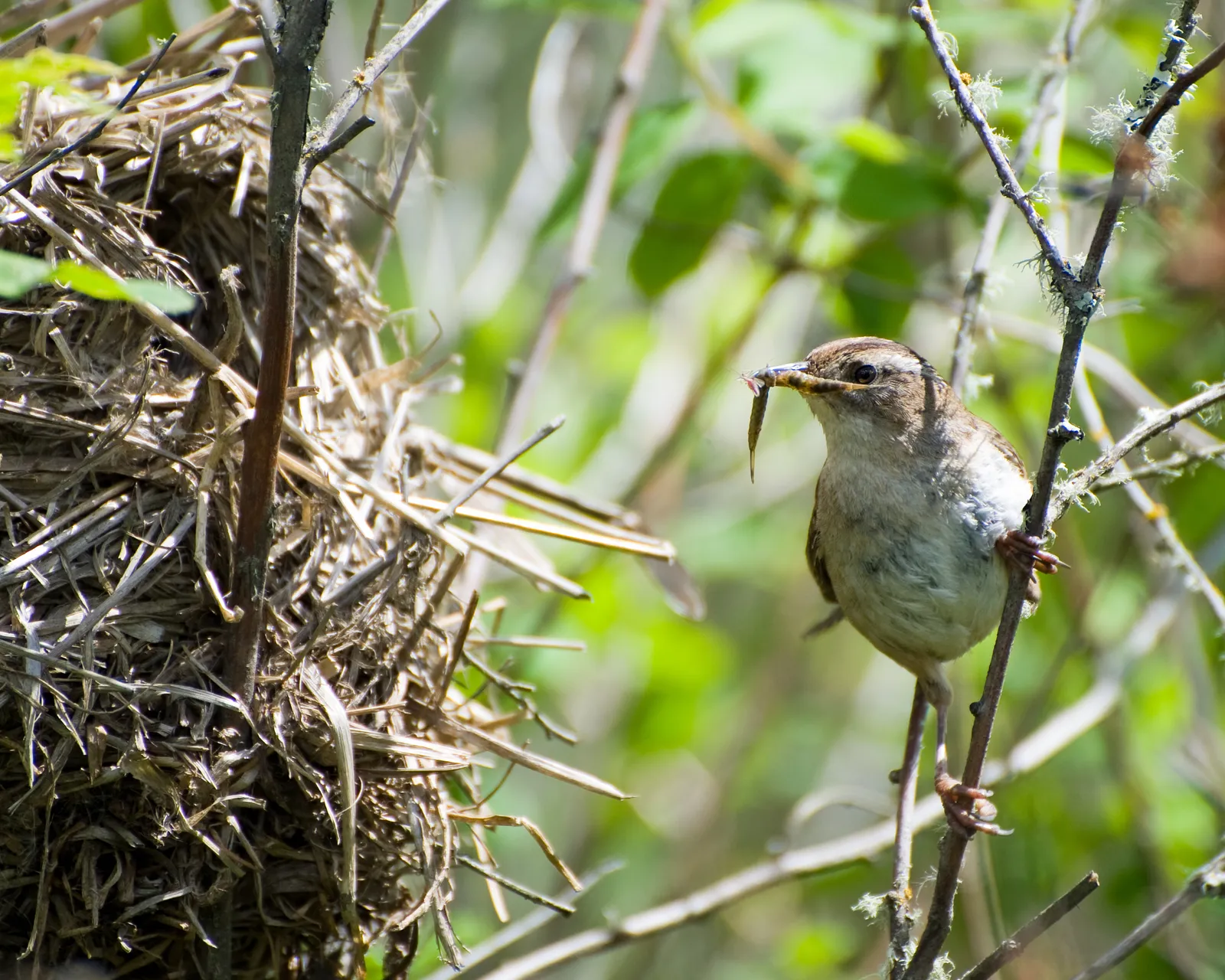 Not every wren species plays this game the same way (This image originates from the National Digital Library of the United States Fish and Wildlife Service at this page
This tag does not indicate the copyright status of the attached work. A normal copyright tag is still required. See Commons:Licensing.See Category:Images from the United States Fish and Wildlife Service., Public domain)