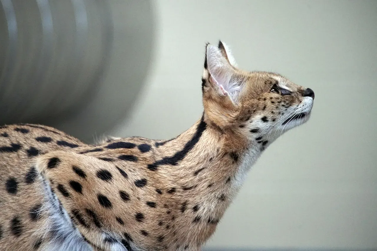 Virgo (August 23 – September 22): The Serval (Image Credits: Pixabay)