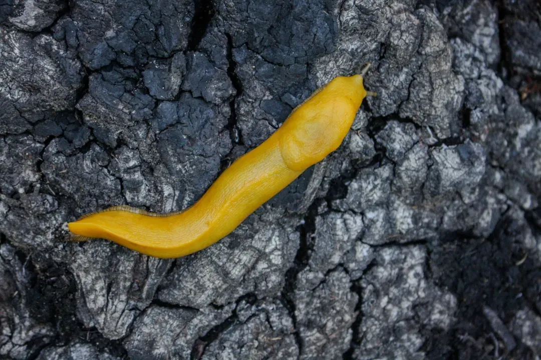 The Banana Slug: A Neon Yellow Forest Engineer (Image Credits: Unsplash)