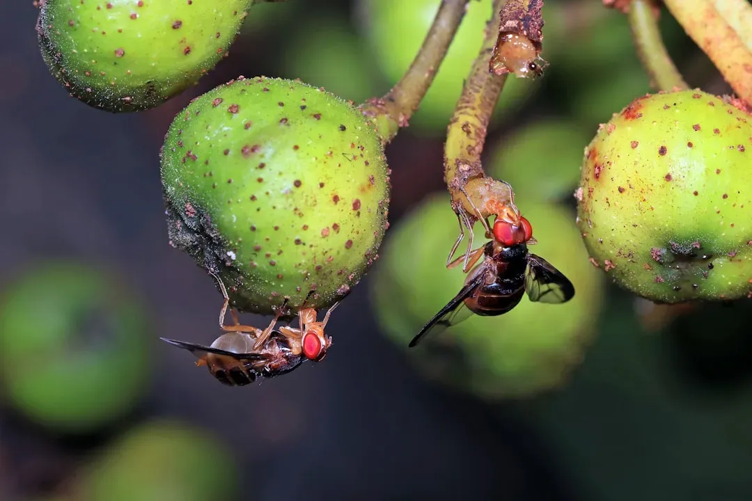 9. Fruit Flies and Drain Flies (Image Credits: Unsplash)