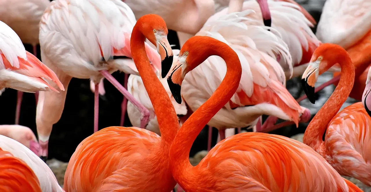 Texas and Louisiana: Surprise Flamingo Territories (Image Credits: Pixabay)