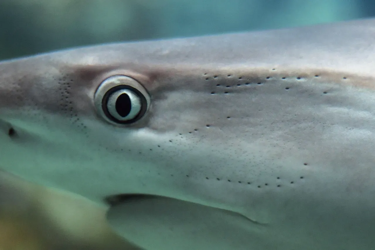 From Sharks to Deep-Sea Creatures: Night Vision Beyond the Surface (Image Credits: Pixabay)