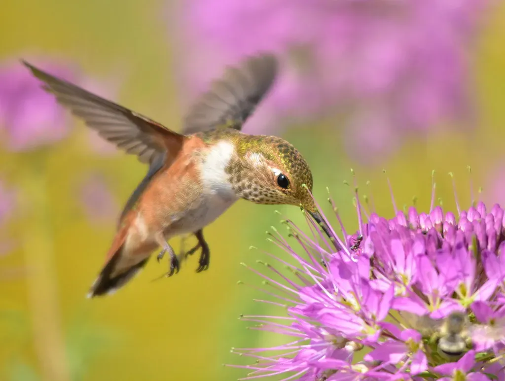 What Comes Next for Rocky Mountain Hummingbirds (Image Credits: Flickr)