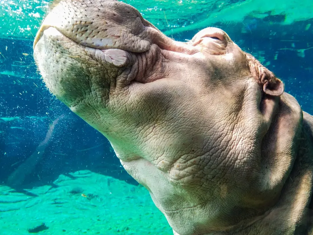 The Hippopotamus: Walking Underwater Giants (Image Credits: Unsplash)