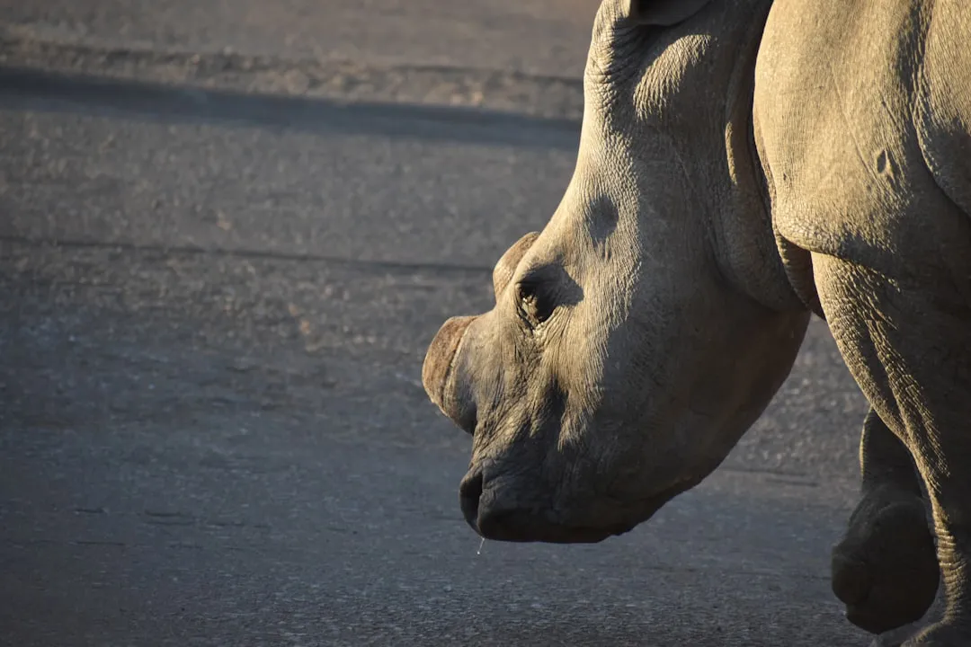 3. Close Relatives: Horses and Rhinos (Image Credits: Unsplash)