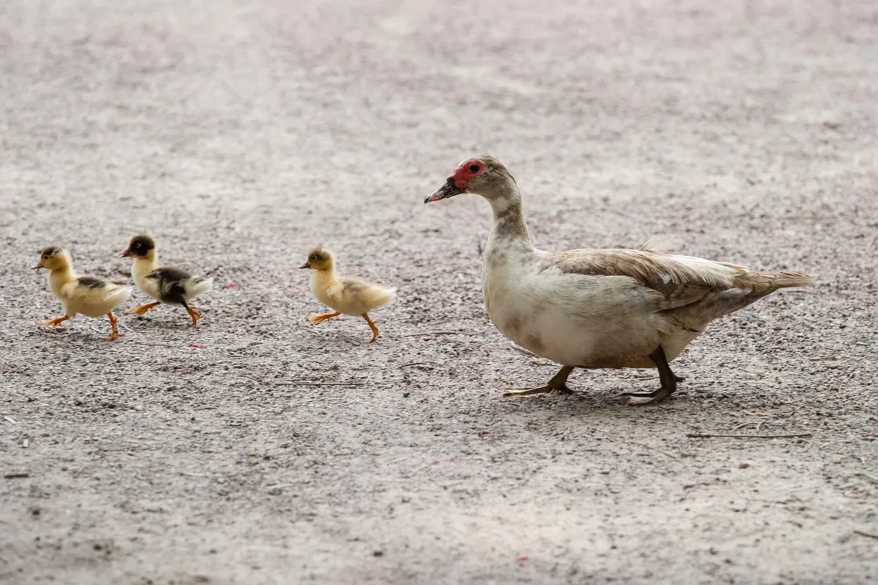 8. Duckling Imprinting: When Learning Happens Before Birth (Image Credits: Pixabay)