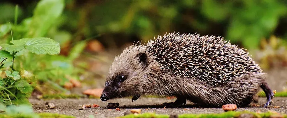 4. Watch the Animal's Behavior Carefully Before Acting (Image Credits: Pexels)