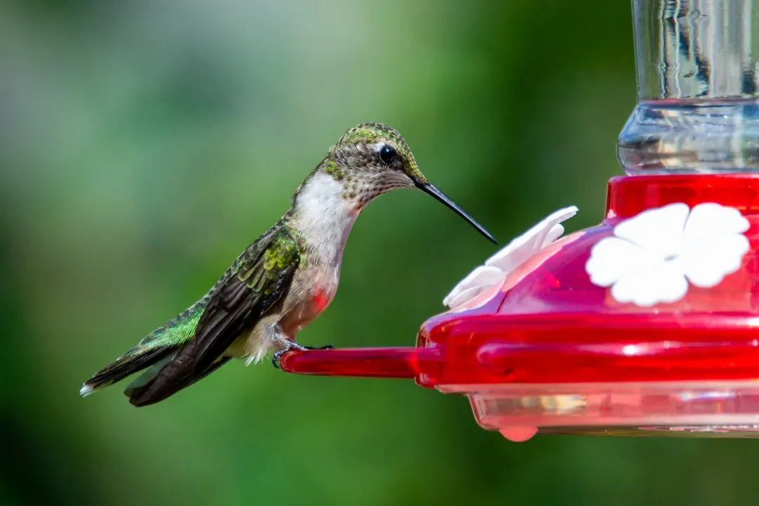 5. Ruby-Throated Hummingbird: The Miniature Marathon Runner (Image Credits: Unsplash)