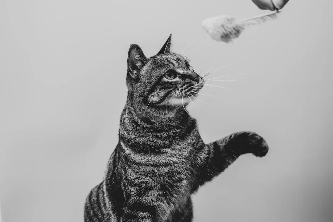 The takeaway for anyone who's loved a cat (Image Credits: Unsplash)