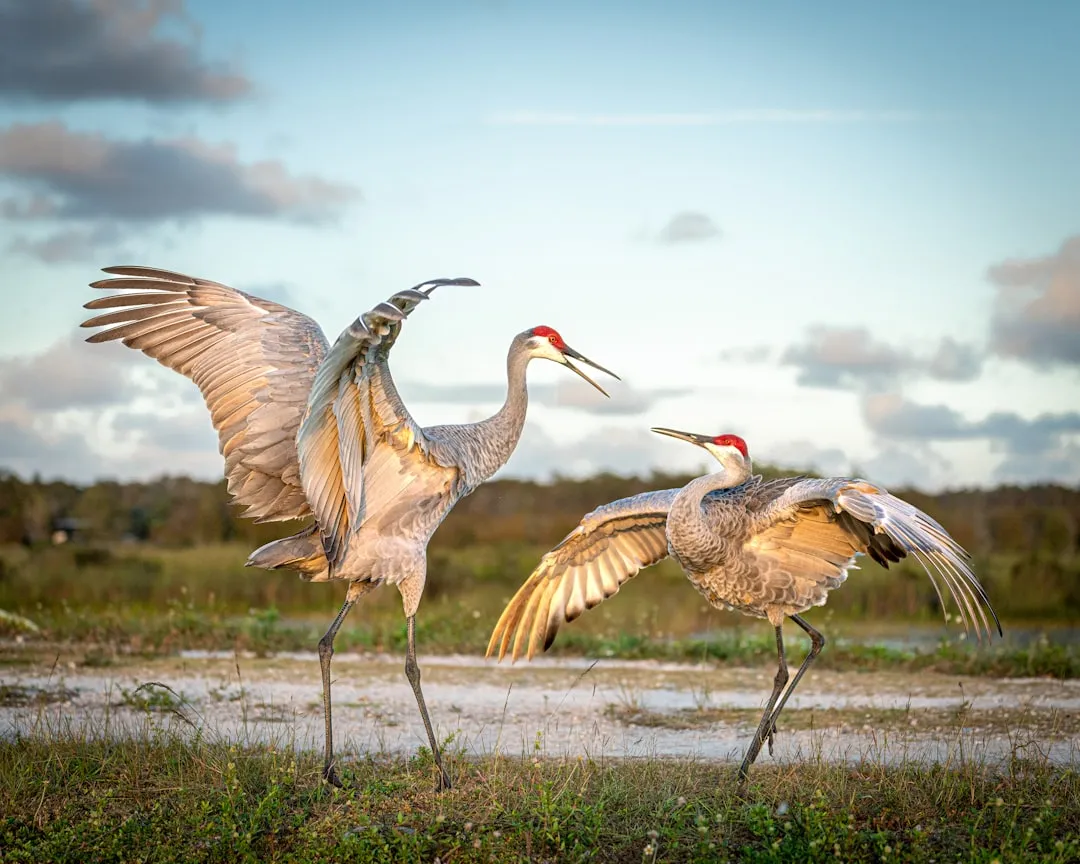 #10 - Valle de Oro National Wildlife Refuge, New Mexico (Image Credits: Unsplash)