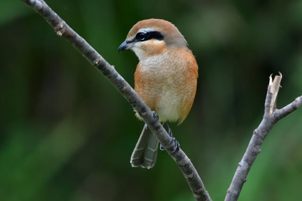San Clemente Loggerhead Shrike (Image Credits: Pixabay)