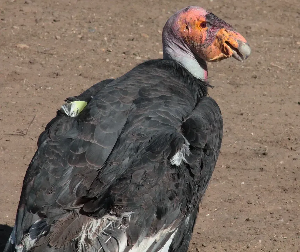 From Extinction's Doorstep to Captive Hope (Image Credits: Flickr)
