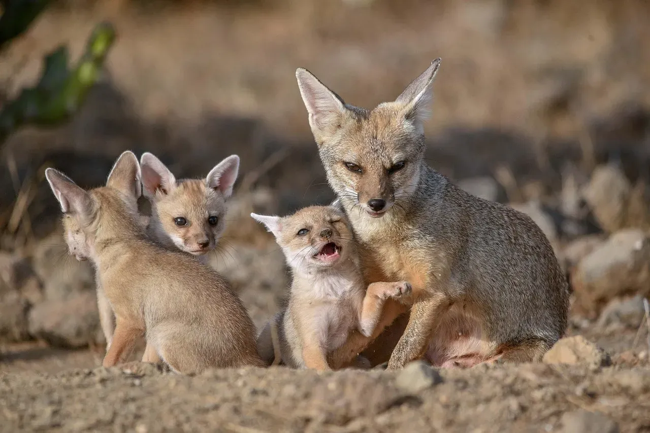 Texas: Where Foxes Meet the Gulf (Image Credits: Pixabay)
