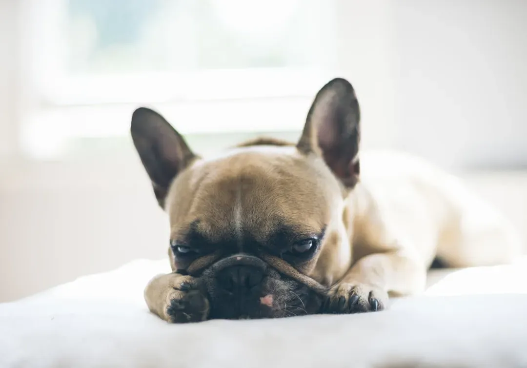 5. French Bulldog (Image Credits: Unsplash)