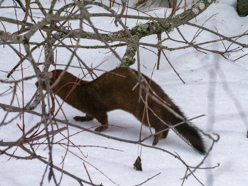 8. Northern River Mink & Other Small Mustelids: Tiny, Tense, and Fearless (Sank63, Flickr, CC BY 2.0)