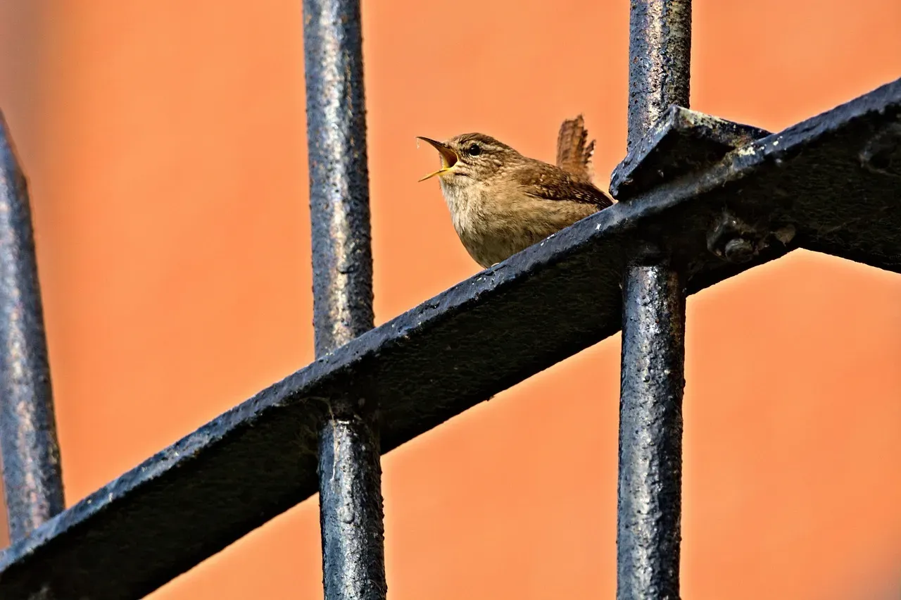 #12. There Are Over 85 Wren Species Spread Across the Globe (Image Credits: Pixabay)