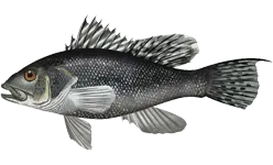 4. Black Sea Bass: The Ocean's Gender Benders (Image Credits: Wikimedia)