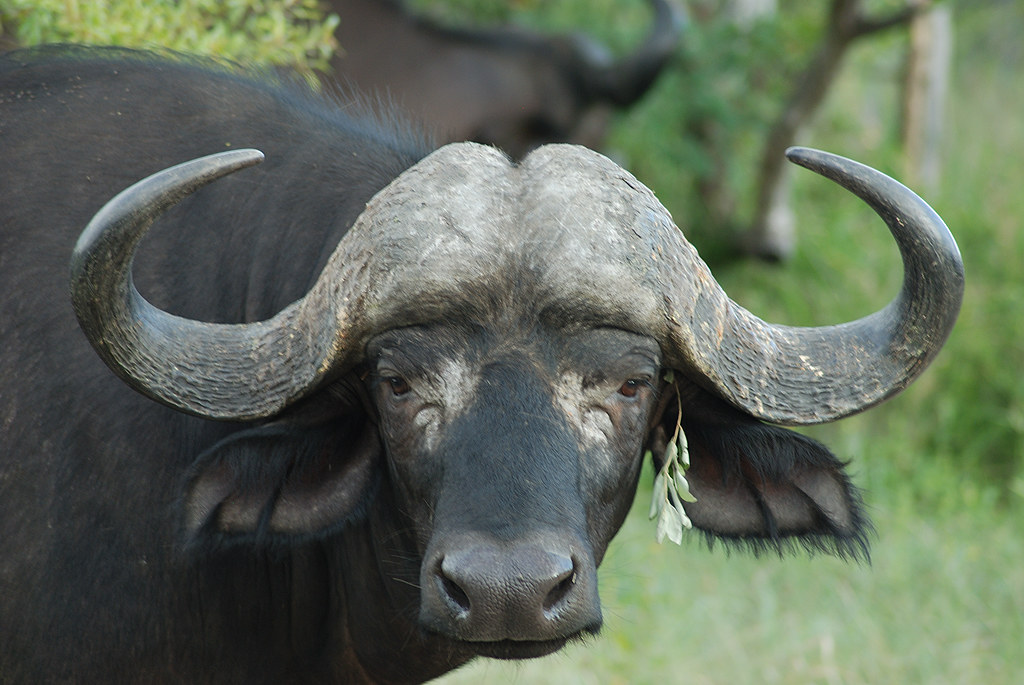 The Science Behind the Stare (Image Credits: Flickr)