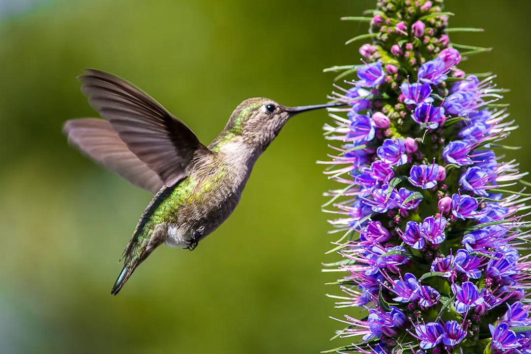 #7 - Outdoor Cats Are Not "Part of Nature" to a Hummingbird (Image Credits: Unsplash)