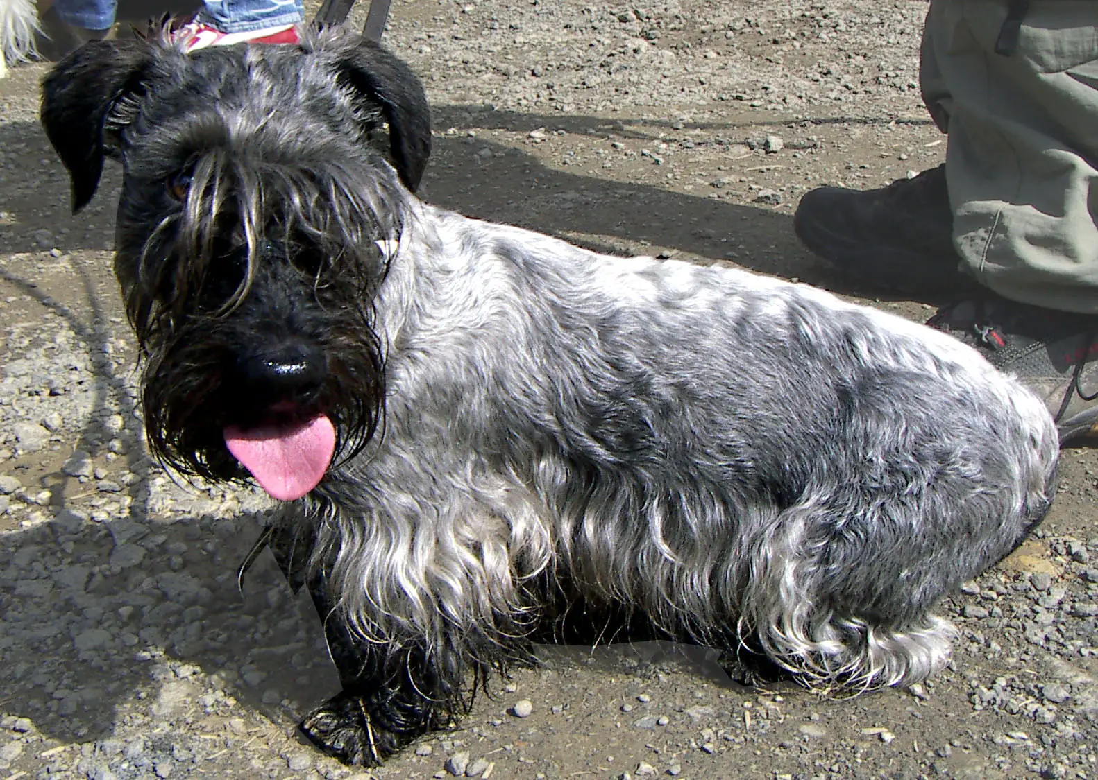 #2 - Cesky Terrier (By Steffen Heinz, CC BY-SA 3.0)