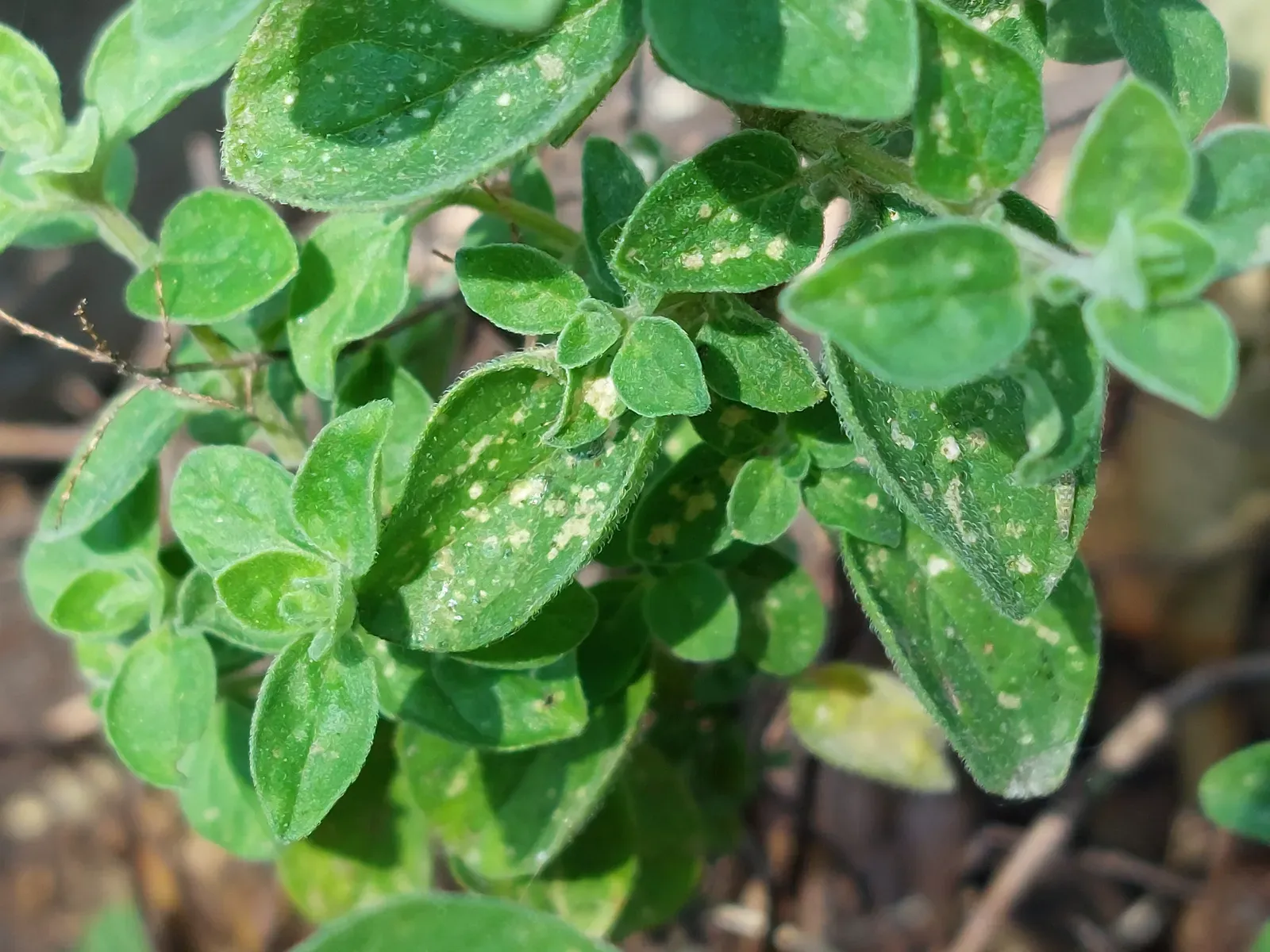 Oregano: The Potent Pest Fighter (Image Credits: Wikimedia)