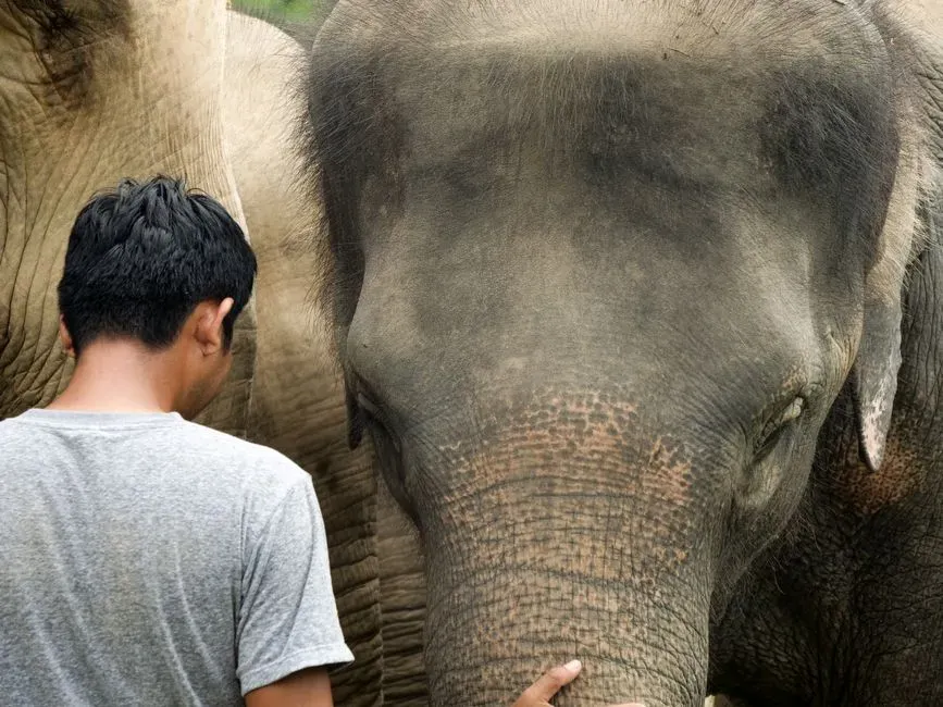 The Science of Elephant Emotions (Image Credits: Pexels)