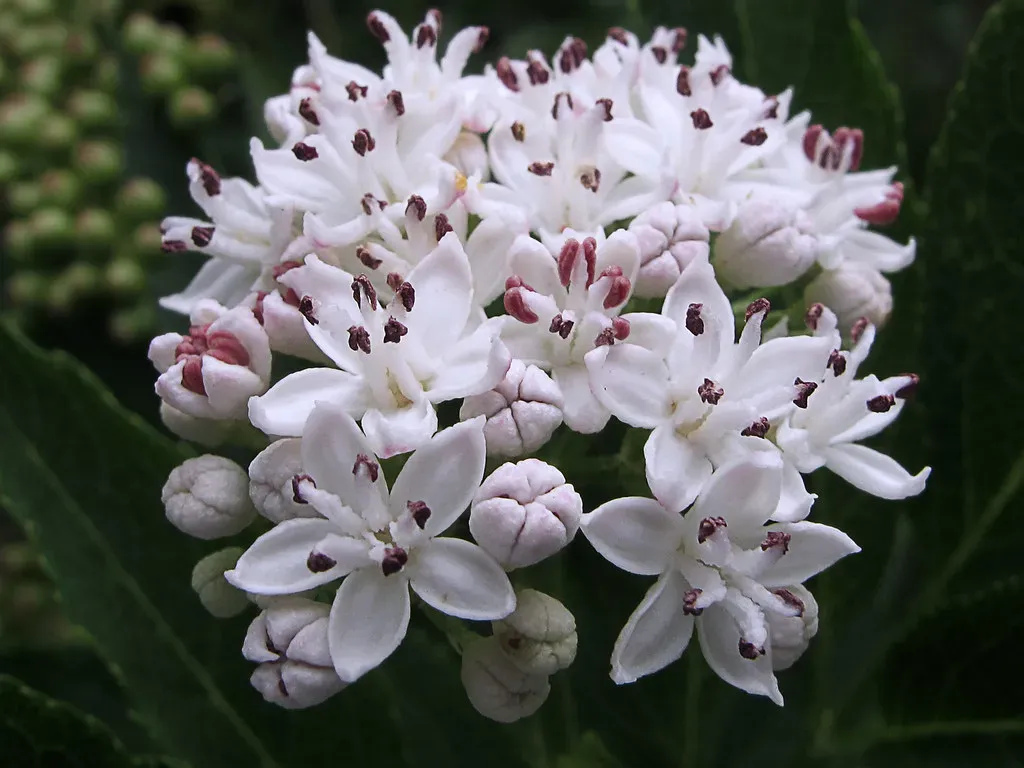 The Shock of Toxic Parts in Everyday Edible Plants (jacilluch, Flickr, CC BY-SA 2.0)