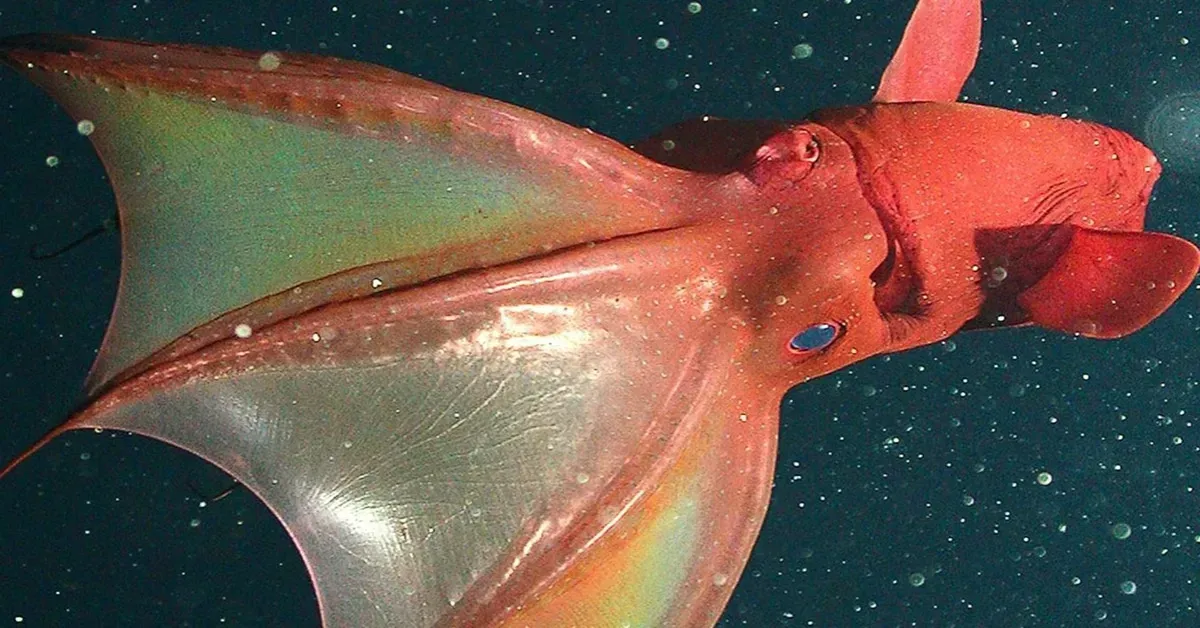 The Vampire Squid: Darkness's Misunderstood Scavenger (Image Credits: Source: https://facts.net/wp-content/)