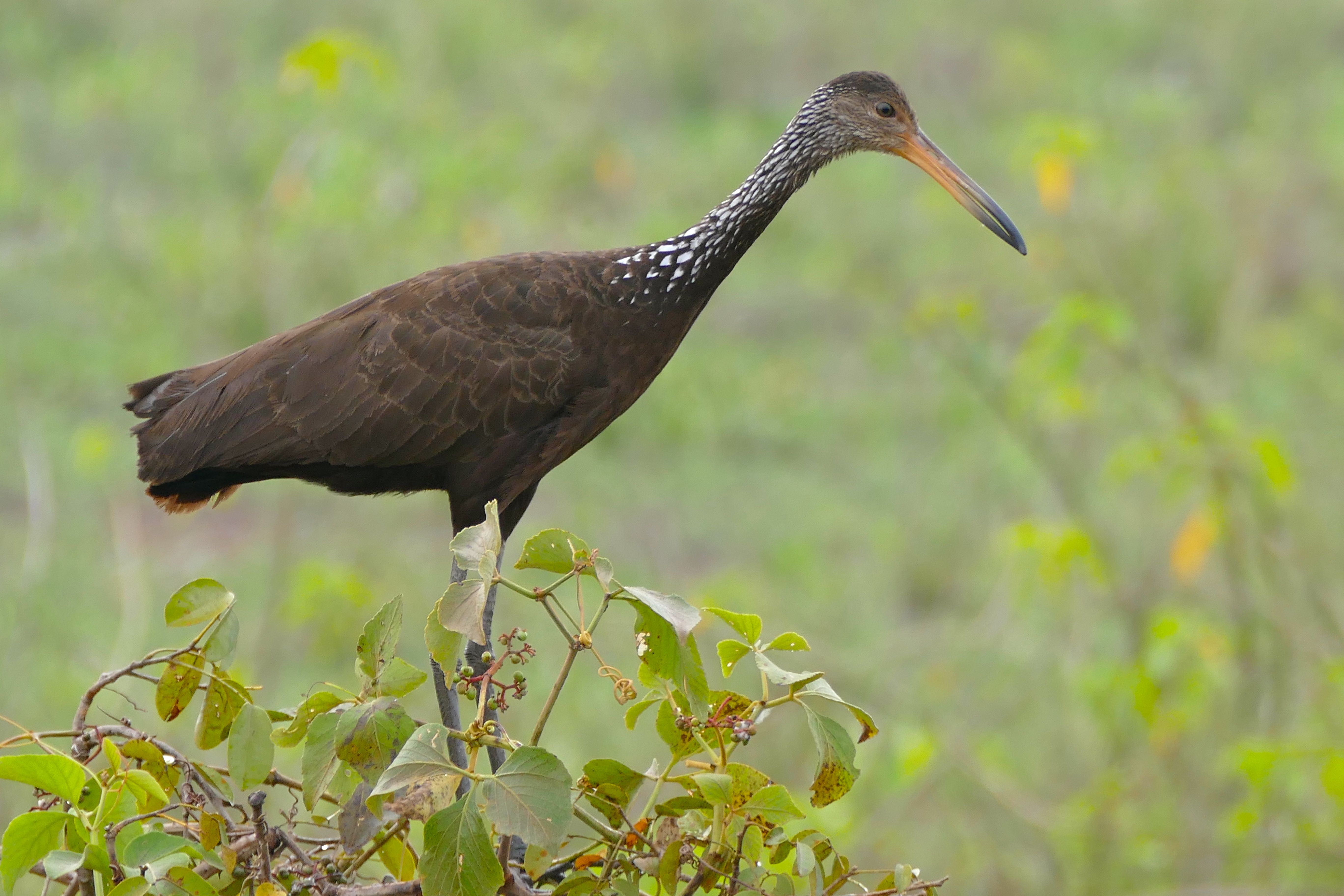 Limpkin (Image Credits: Wikimedia)