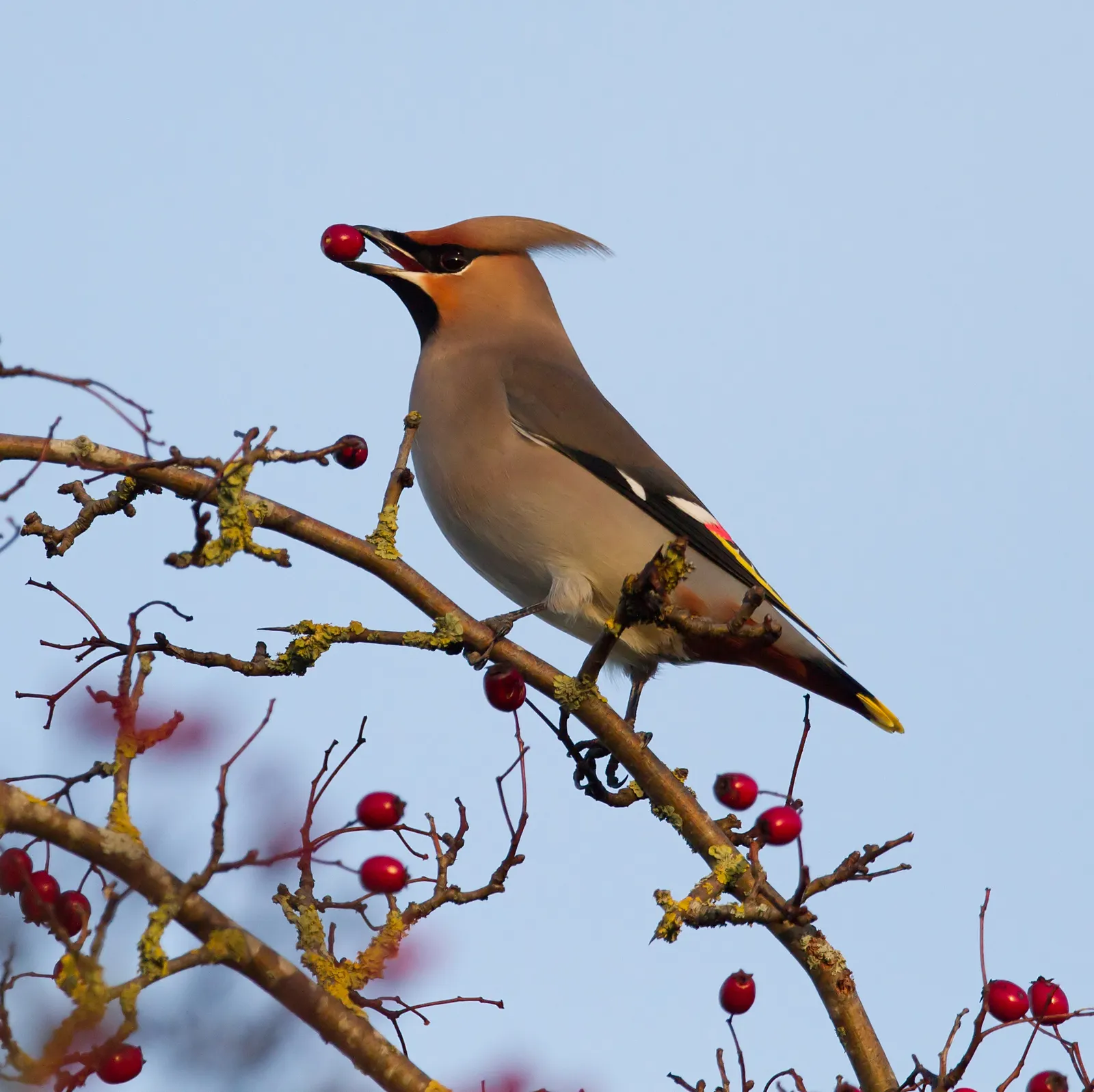 #38 - Waxwings Have Become the Rarest Garden Visitor of All (By Alun Williams333, CC BY-SA 4.0)
