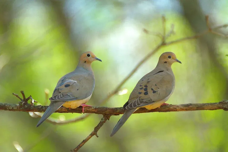 Connections to Ancestors and Loved Ones (Image Credits: Pexels)