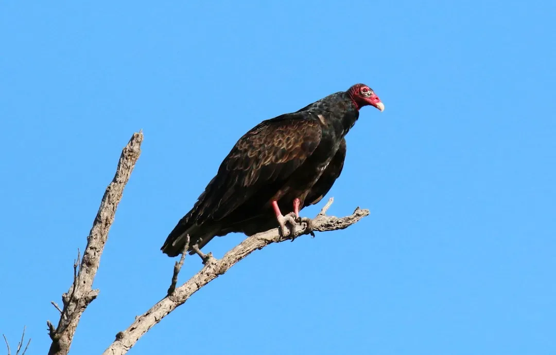 Aquarius: The Turkey Vulture (Image Credits: Unsplash)