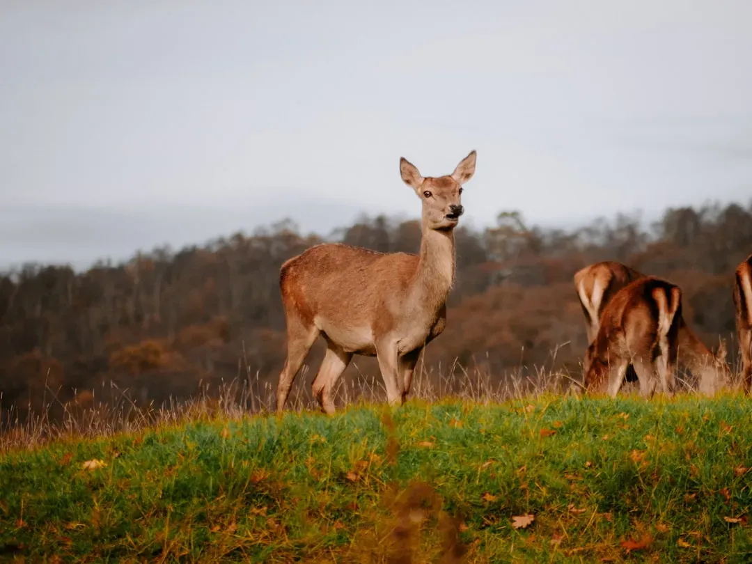 The Mystery of Long-Range Detection (Image Credits: Unsplash)