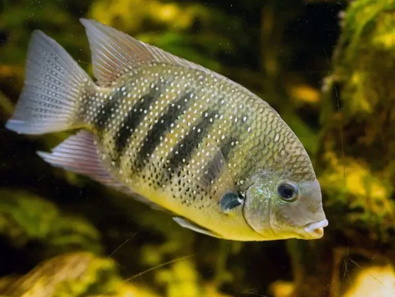 Why Florida Is the Perfect Place for These Creatures (Image Credits: Source:Animalfactguide.com)